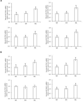 Dietary Lysine Regulates Body Growth Performance via the Nutrient-Sensing Signaling Pathways in Largemouth Bass (Micropterus salmoides)